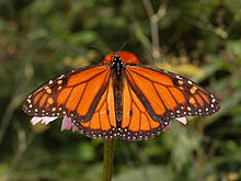 Health Monarch_Male