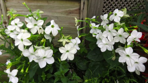 Nicotiana