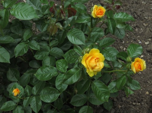 Rose Absolutely Fabulous